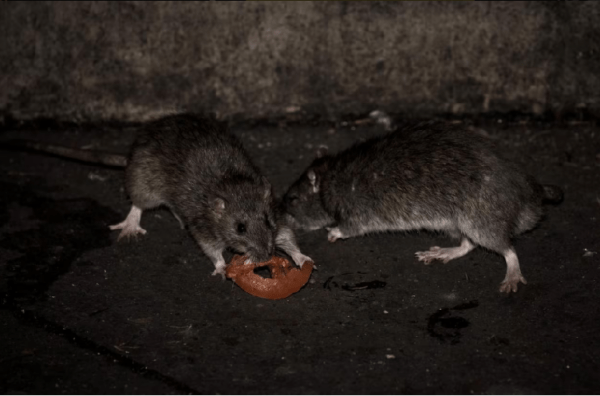 Hantavirus en Paraguay: en lo que va del 2026 se confirmaron 3 casos
