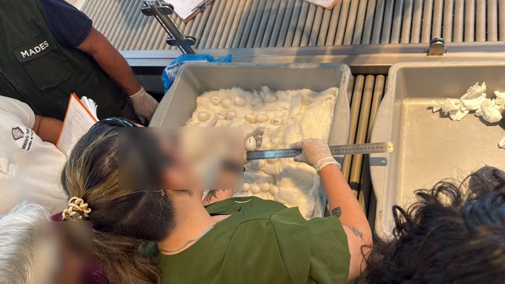 Caen dos mujeres en el aeropuerto Silvio Pettirossi con 44 huevos de guacamayo