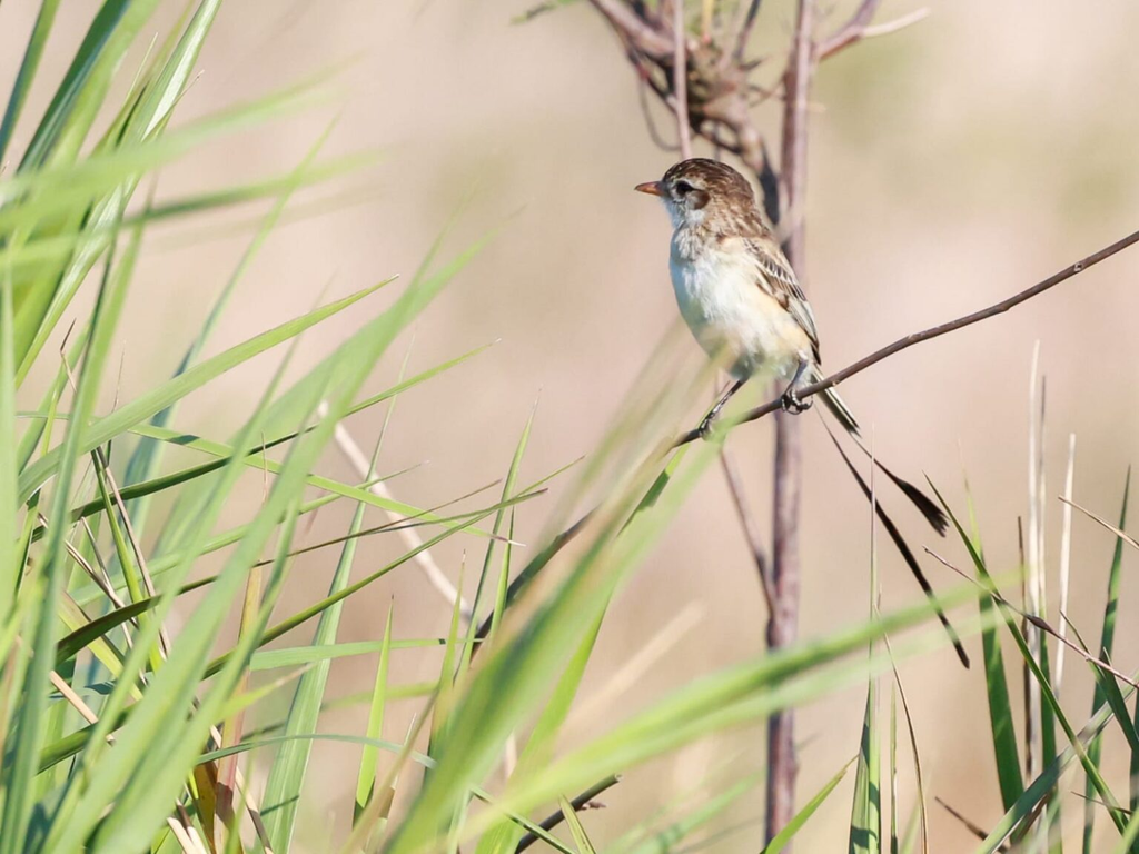 Después de casi una década, vuelven a registrar al yetapá de collar en la Reserva Natural Yacyretá